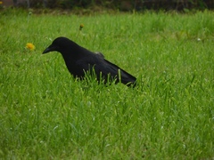 Corvus corone corone