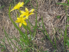 Gagea sulfurea