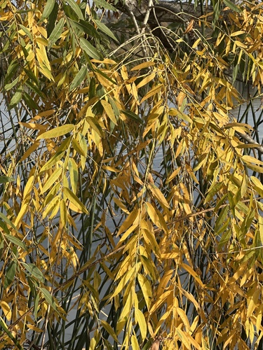 iNaturalist observation photo of Goodding's willow
