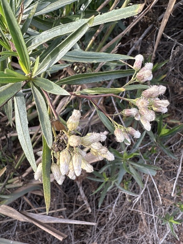iNaturalist observation photo of mule fat