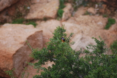 Phoenicurus moussieri