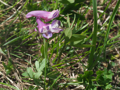 Corydalis alpestris