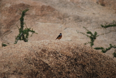 Phoenicurus moussieri