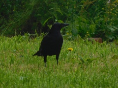 Corvus corone corone