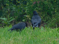 Corvus corone corone