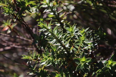 Cliffortia integerrima