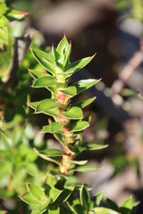 Cliffortia integerrima