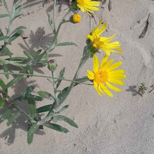 Image of Senecio crassiflorus by (c) Daniel Dias, some rights reserved (CC BY-SA)