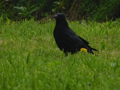 Corvus corone corone