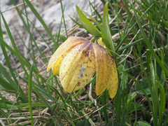 Fritillaria collina