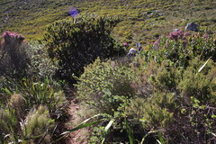 Cliffortia integerrima