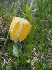 Fritillaria collina