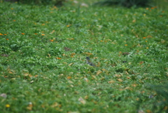 Fringilla coelebs africana