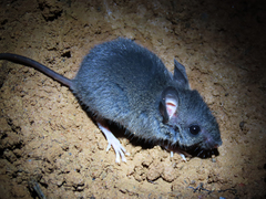 Azara's Broad-Headed Oryzomys photo 2