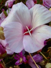 Clarkia rubicunda