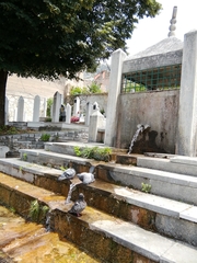 Columba livia domestica