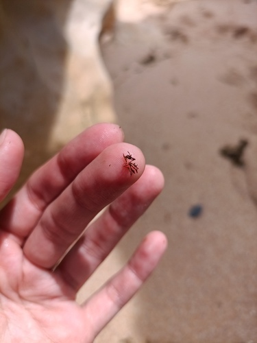 Gelidium pusillum observed 2024-05-09