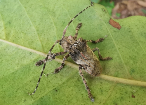 Moechotypa thoracica