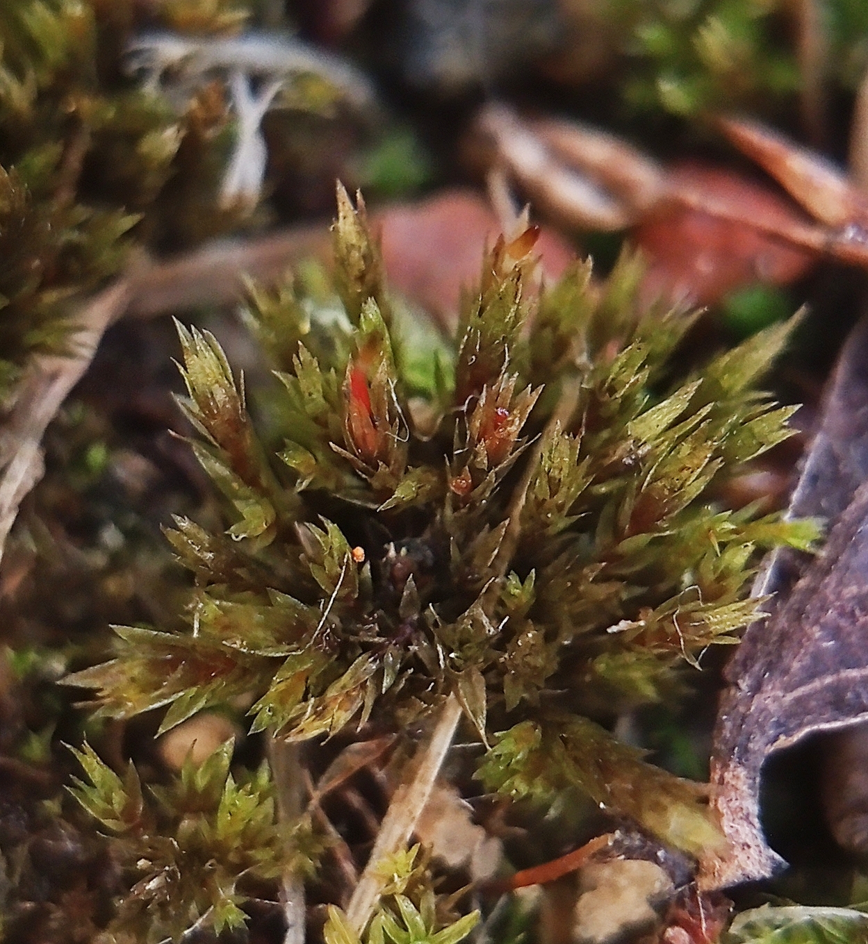 Pohlia vexans