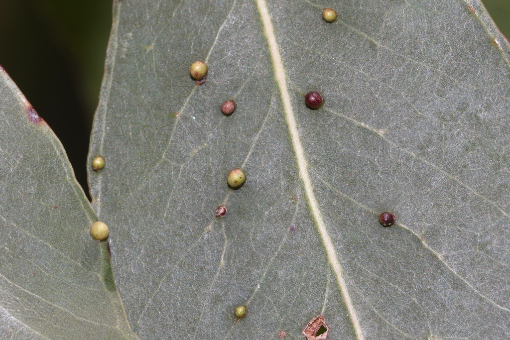 Australian Eucalyptus Leafgall Wasp from Jeeralang Junction VIC 3840 ...