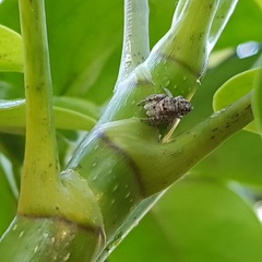 Metaphidippus