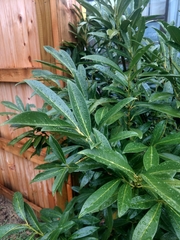 Prunus laurocerasus