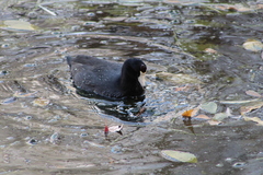 Fulica americana