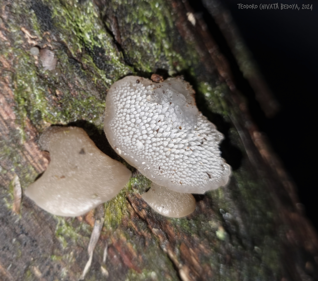 Pseudohydnum gelatinosum · August 2024 · photo: © teodoro_chivatabedoya (iNaturalist, cc-by)