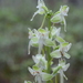 Round-leaved Bog Orchid - Photo (c) Alison Northup, some rights reserved (CC BY), uploaded by Alison Northup