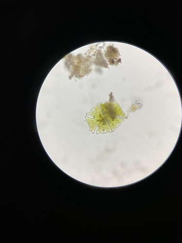 Micrasterias americana var. boldtii
