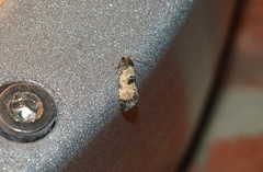 Neocochylis dubitana