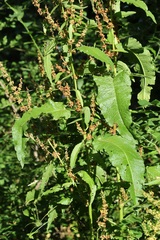 Rumex palustris