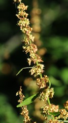 Rumex palustris