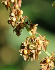 Rumex palustris