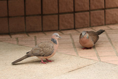 Streptopelia chinensis