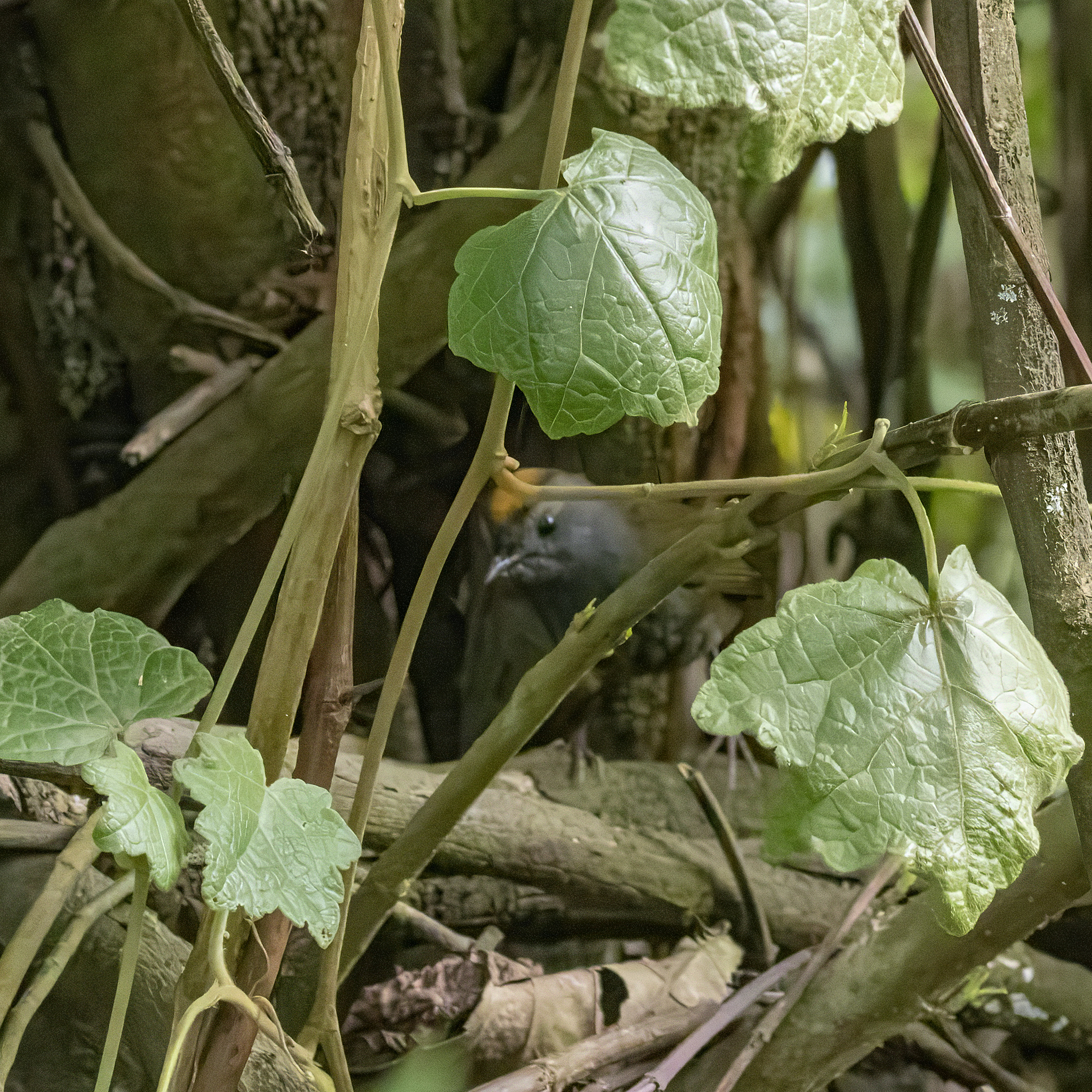 Wrenthrush (Zeledonia coronata), photo 4