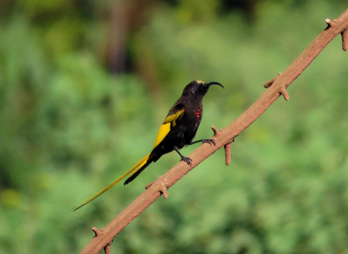Golden-winged Sunbird
