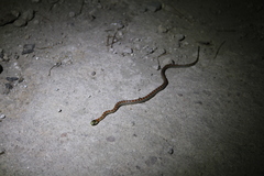 Lampropeltis knoblochi