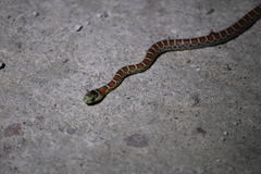 Lampropeltis knoblochi
