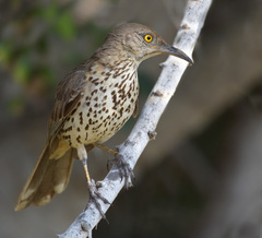 Toxostoma cinereum