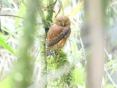 Glaucidium nubicola