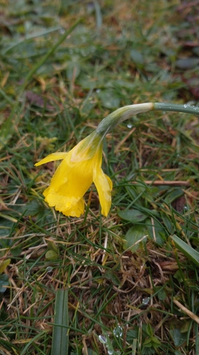 Image of Narcissus minor by (c) Gijs Romijn, some rights reserved (CC BY)