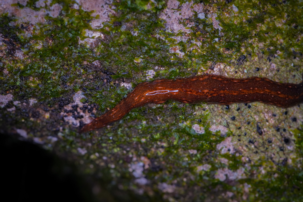 Newzealandia moseleyi