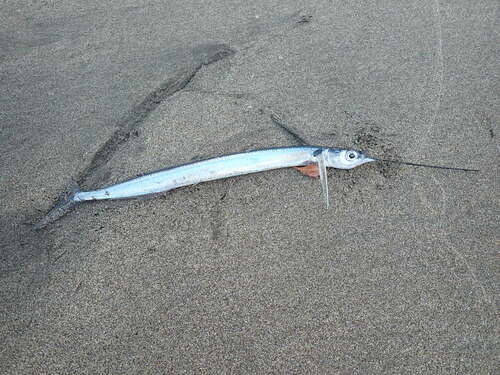 Flying halfbeak (Euleptorhamphus viridis) — Hemiramphidae — 4