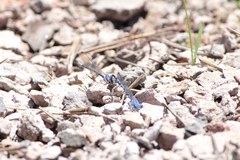 Argia munda