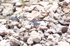 Argia munda
