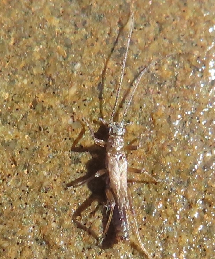 Tyrrhenoleuctra