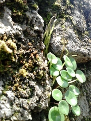 Peperomia