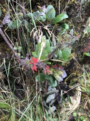 Castilleja fissifolia