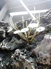 Peperomia